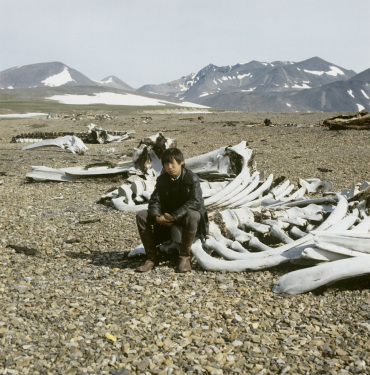 RIAN_archive_524143_Whale_skeletons
